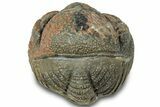 Wide Enrolled Morocops Trilobite - Morocco #310755-1